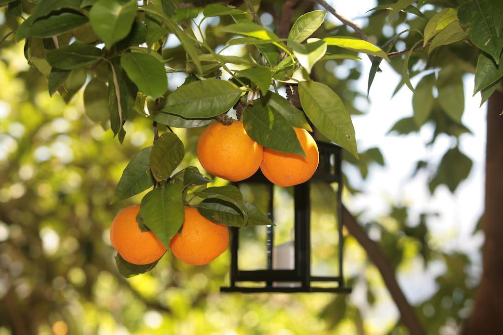 L' Arancio In Fiore *