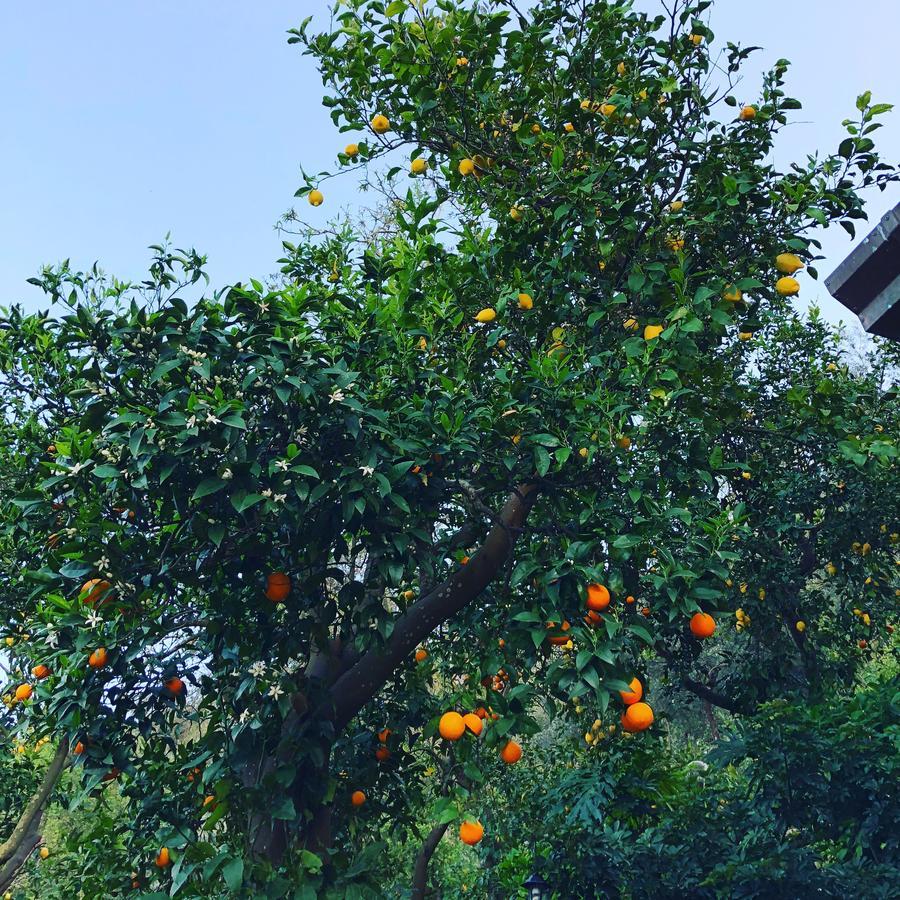 Bed and breakfast L' Arancio In Fiore *