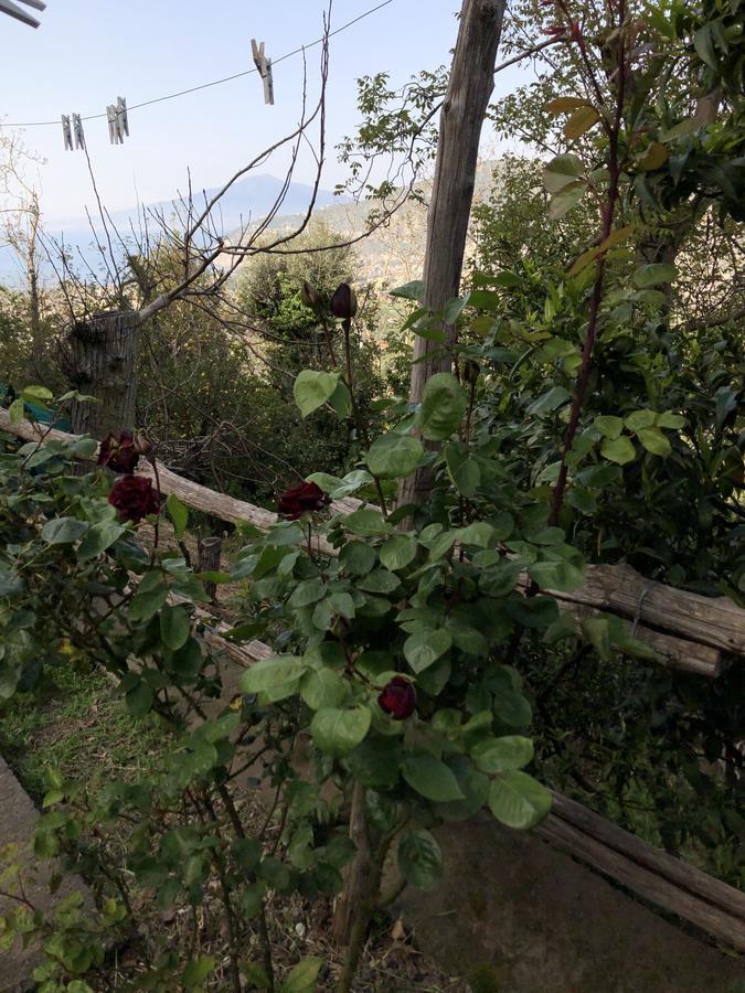Bed and breakfast L' Arancio In Fiore *