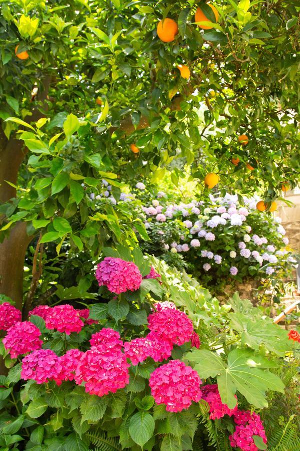 L' Arancio In Fiore Bed and breakfast Sant'Agnello
